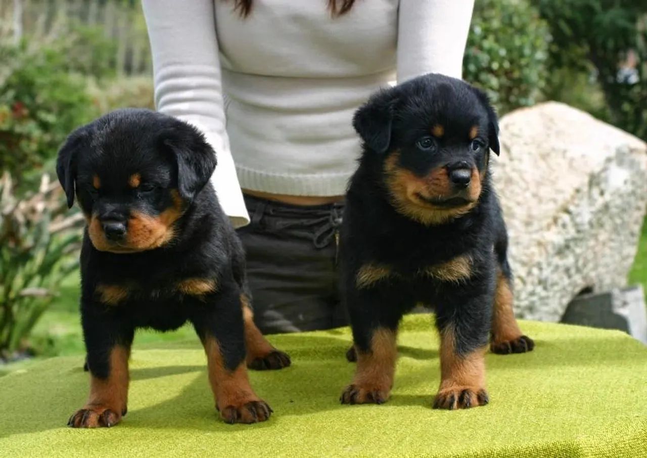 Três filhotes de Rottweiler - Foto 5