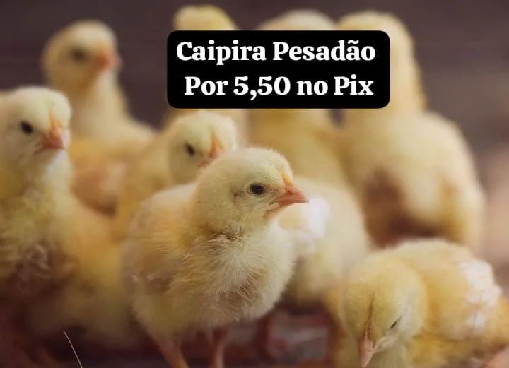 Pintinhos Caipiras Originais 