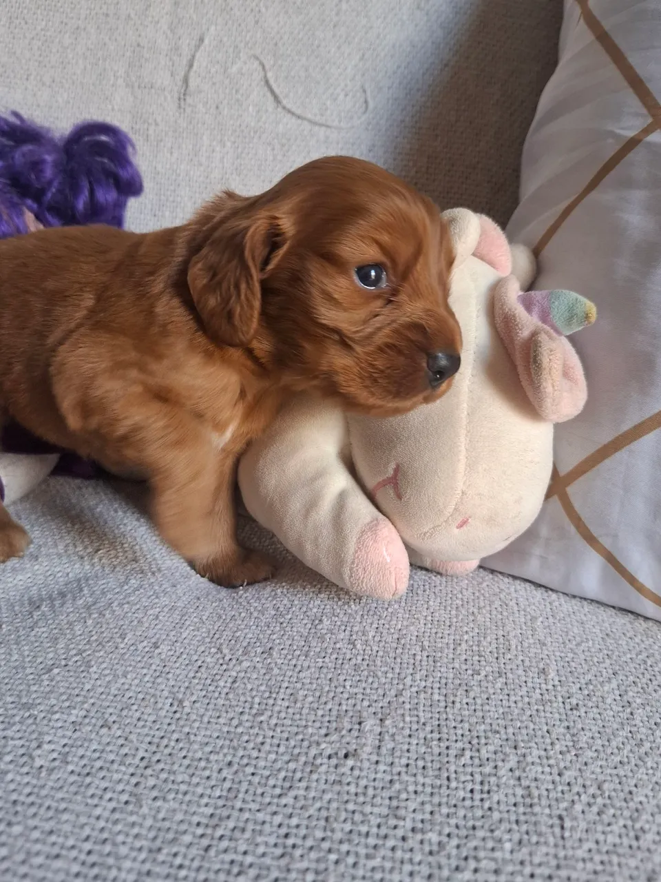 Filhote de Coocker spaniel Fêmea