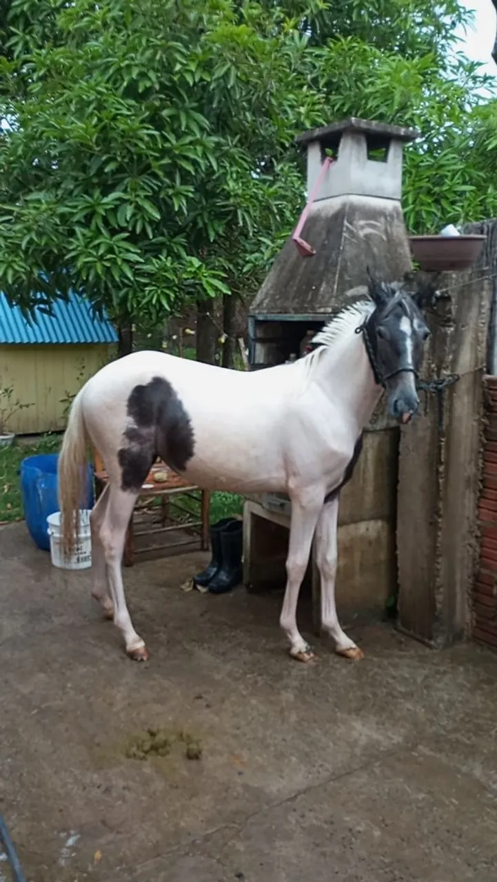 Cavalo Paint Horse