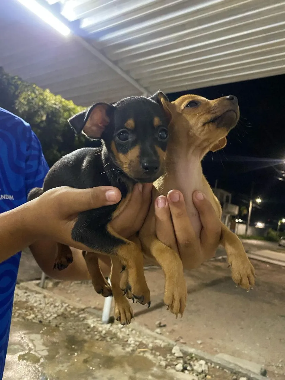 Filhotes de Pinscher