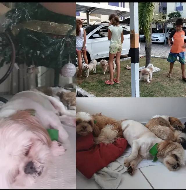 PetWalker. Passeio, Cuidado e Carinho pro seu Pet.
