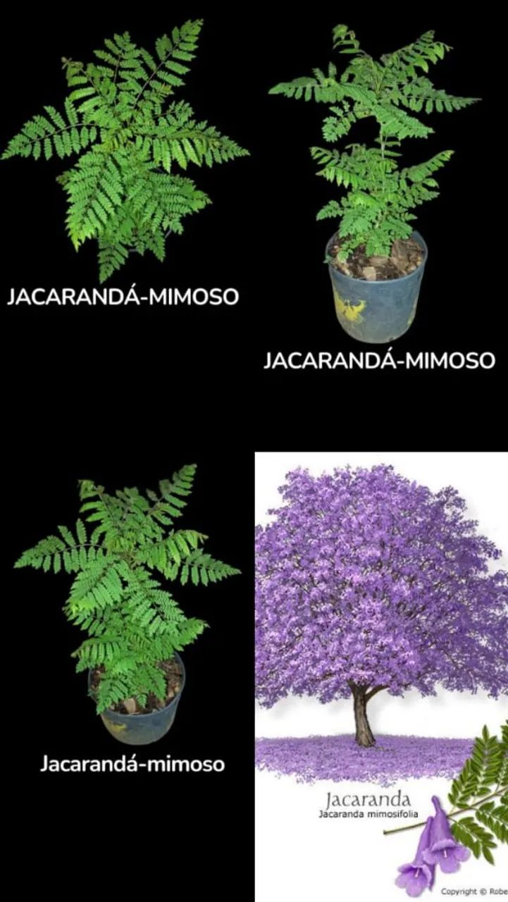 Jacarandá-mimoso - Foto 5