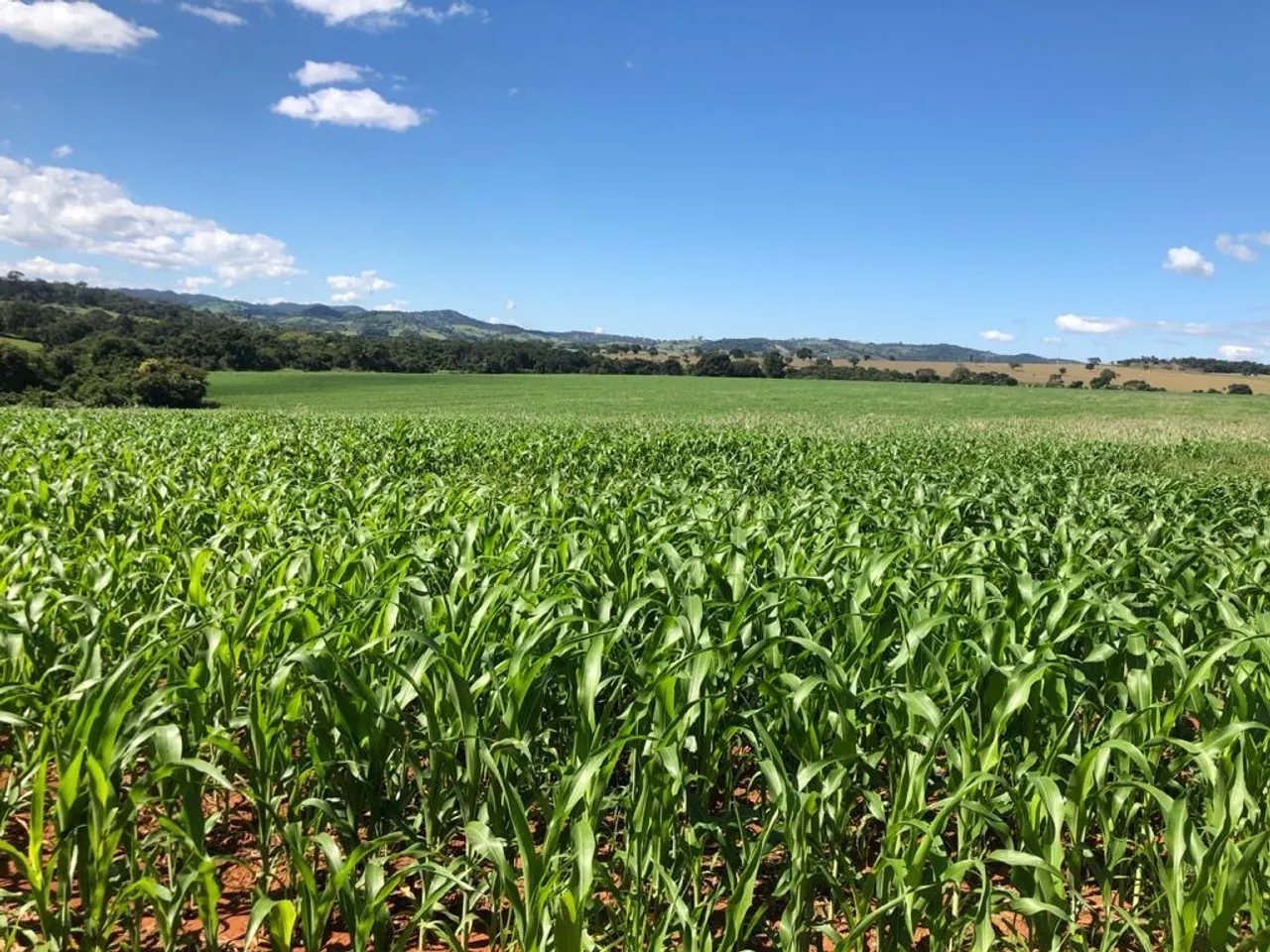 Terra 25 algueires (oportunidade Rara em itaberaí-Go)