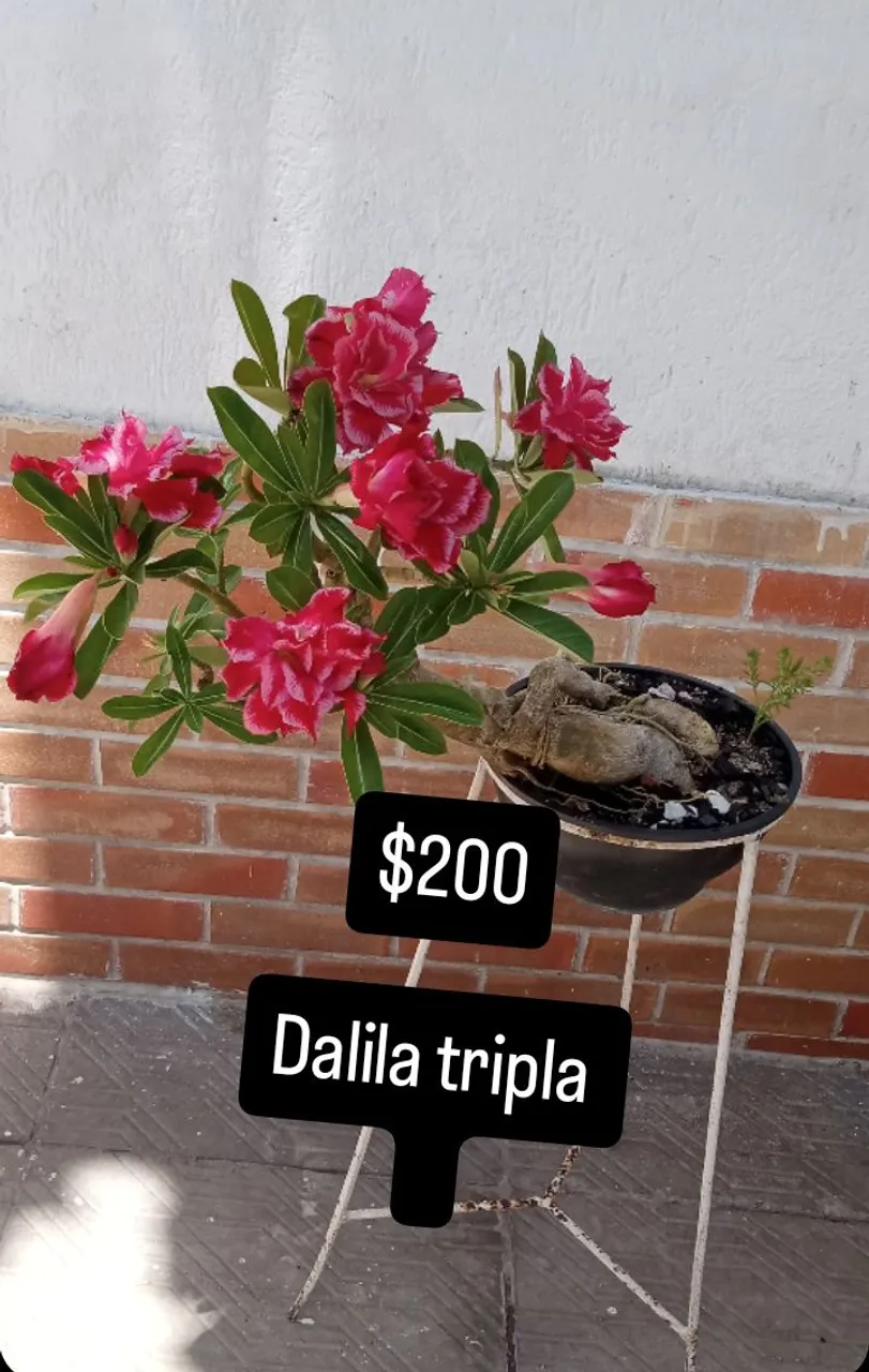 Rosas do deserto enxertadas vários galhos , NA PROMOÇÃO 