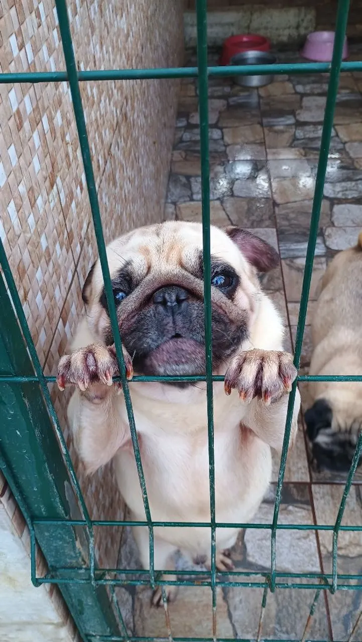 Pug adultos. Plantel.