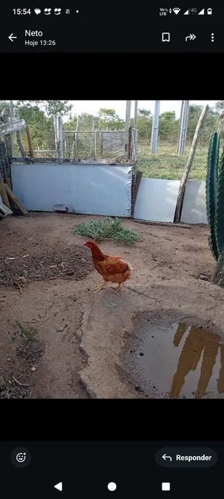 Galinha caipira  - Foto 2