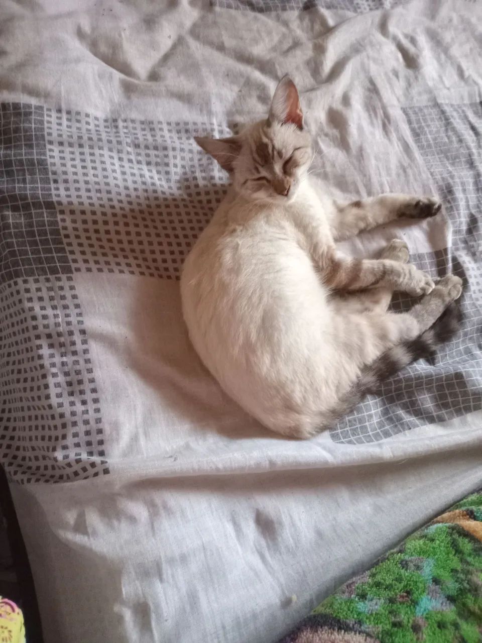 Doa se gatos  - Foto 2