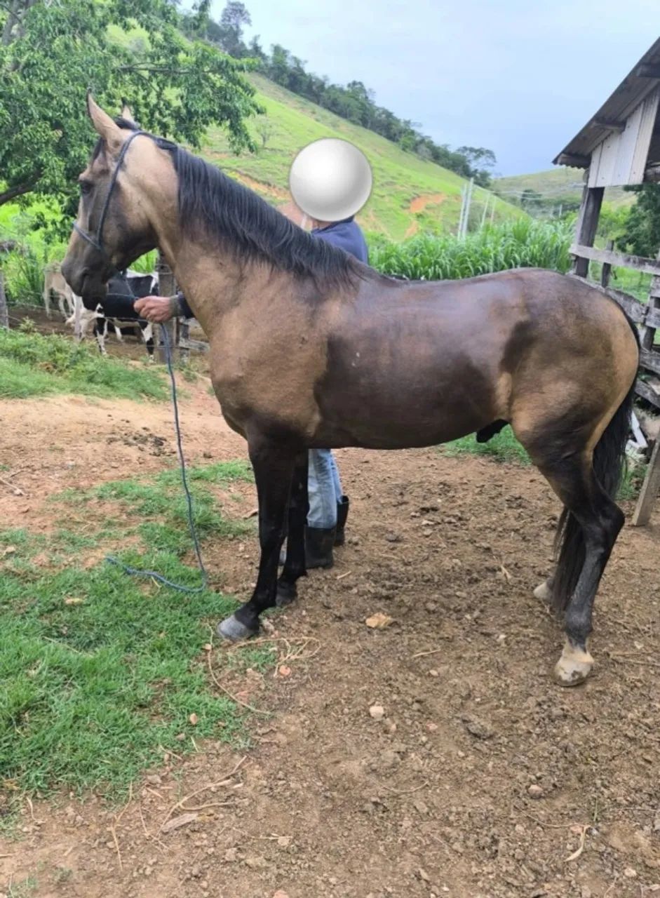 Cavalo Mangalarga  - Foto 2