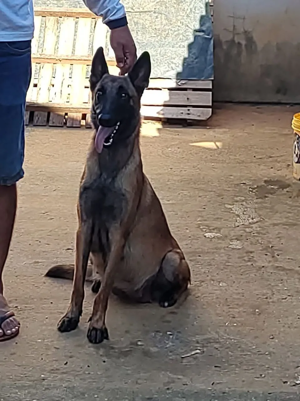 Filhote de Pastor Belga Malinois