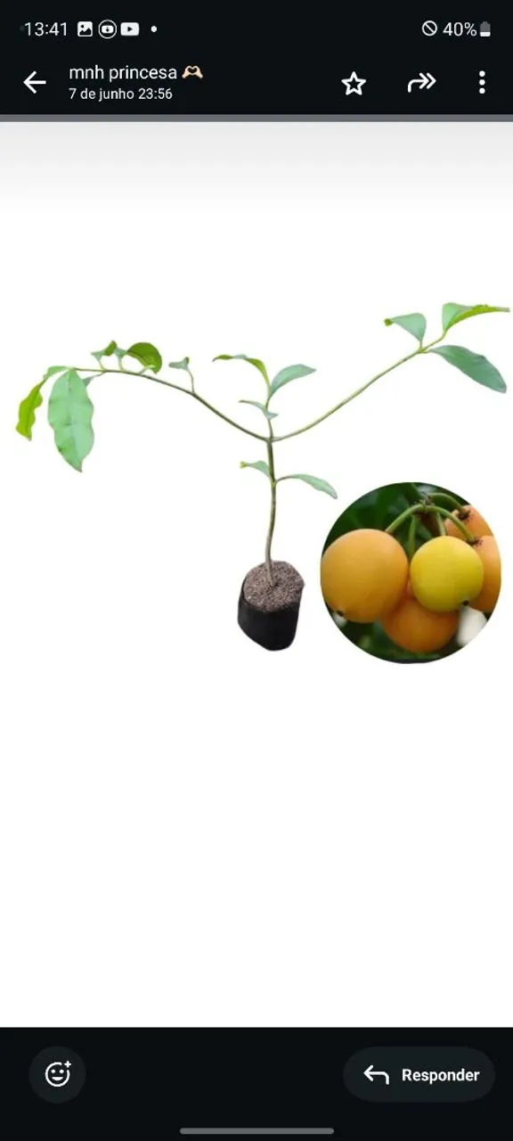 Muda de bacupari