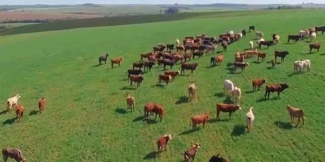 Palmeira, Fazenda à 46km Park Barigui, 100 alqueires, 242 hectares, ou 2.420.000m², dupla 
