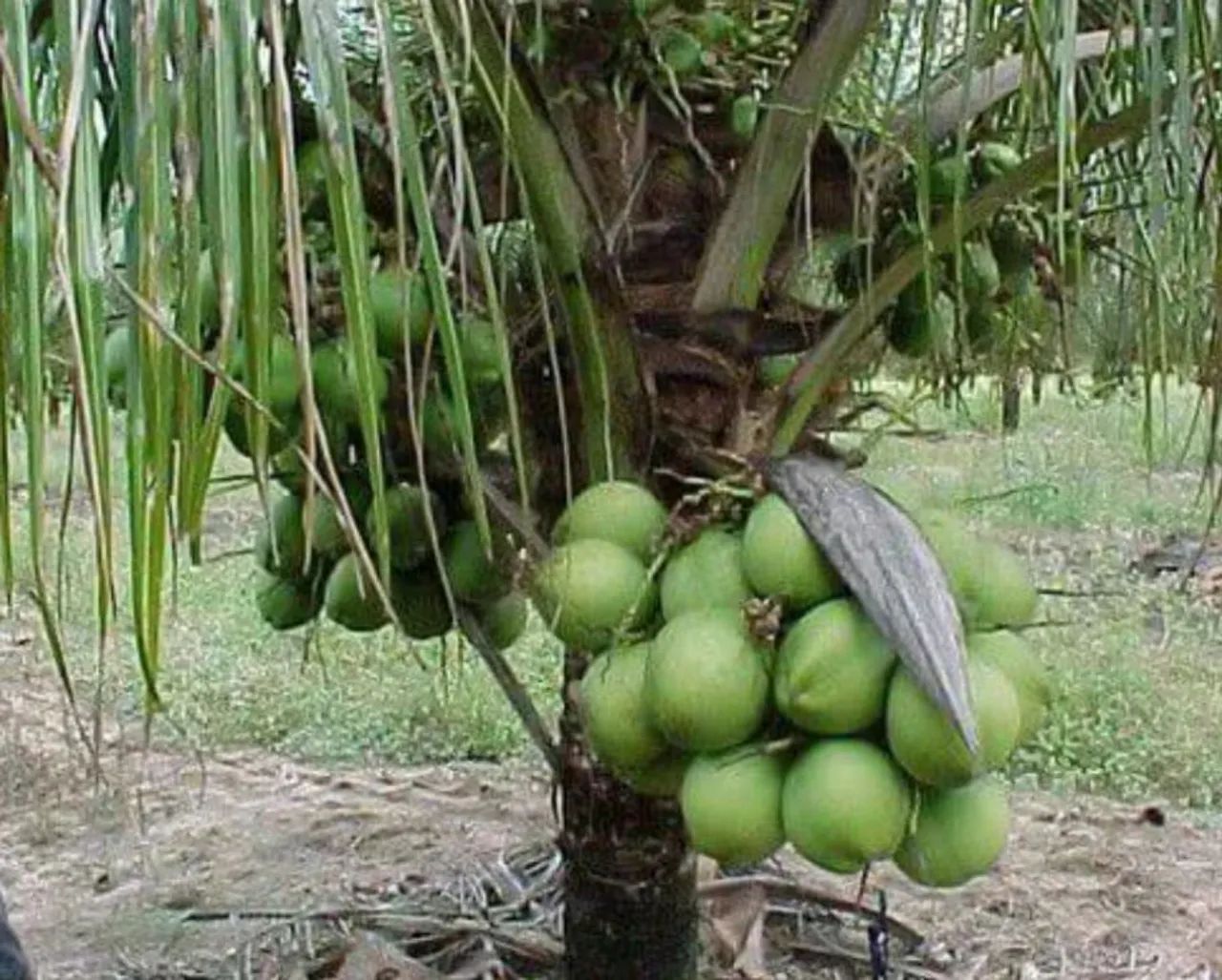 Mudas de Coco Anão  - Foto 3