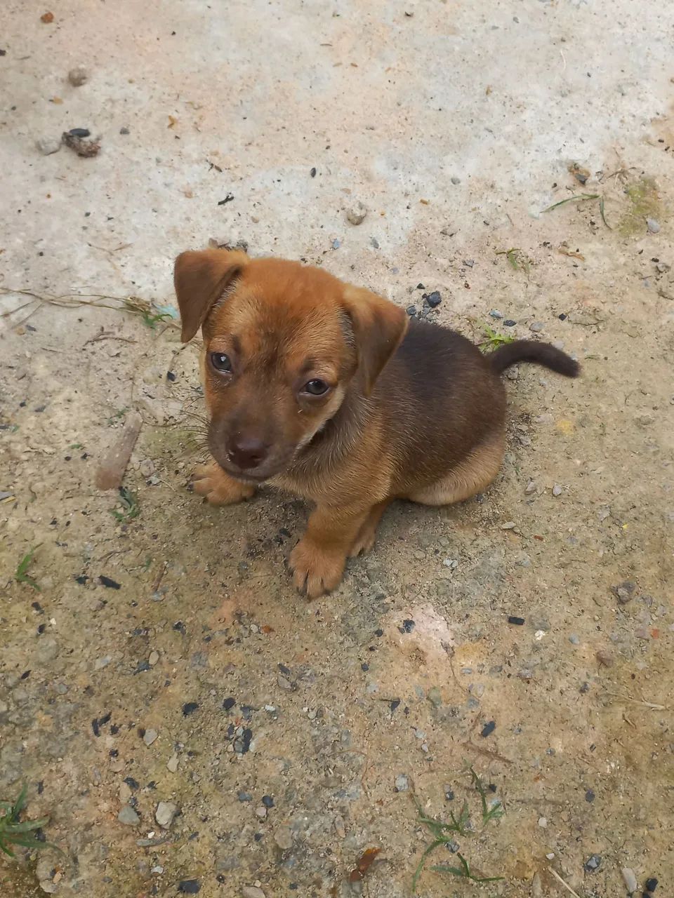 Doa-se filhote macho - Foto 2