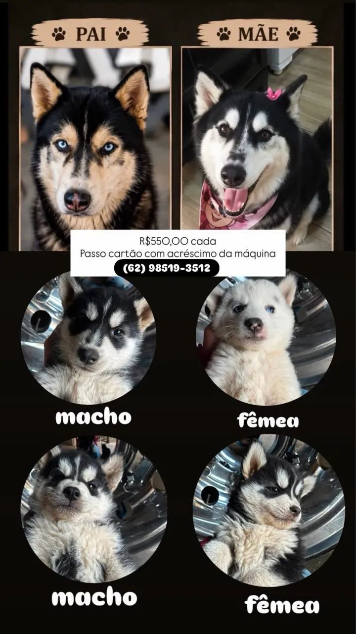 Filhotes Husky