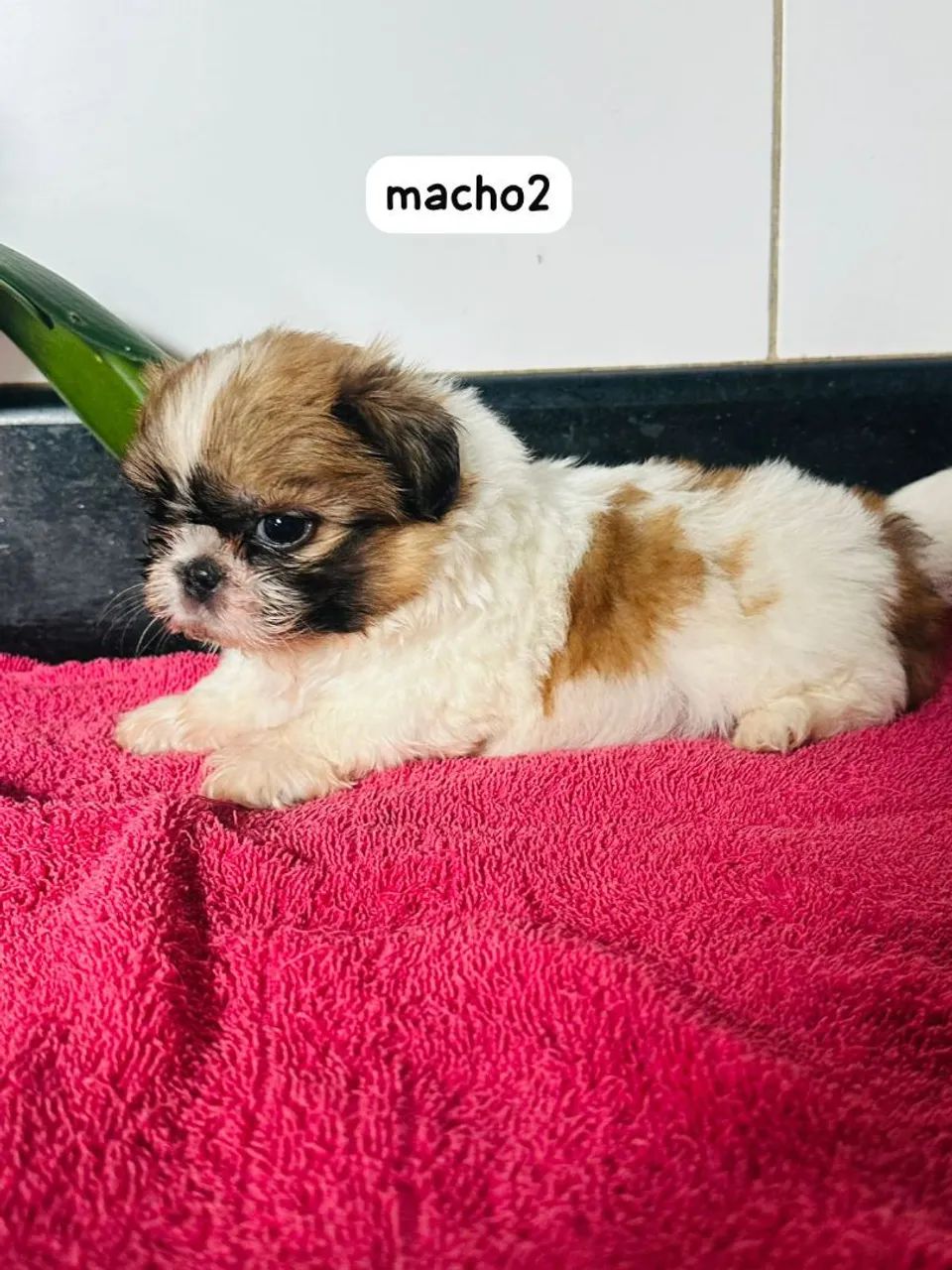 Filhote de shitzu para vender  - Foto 2