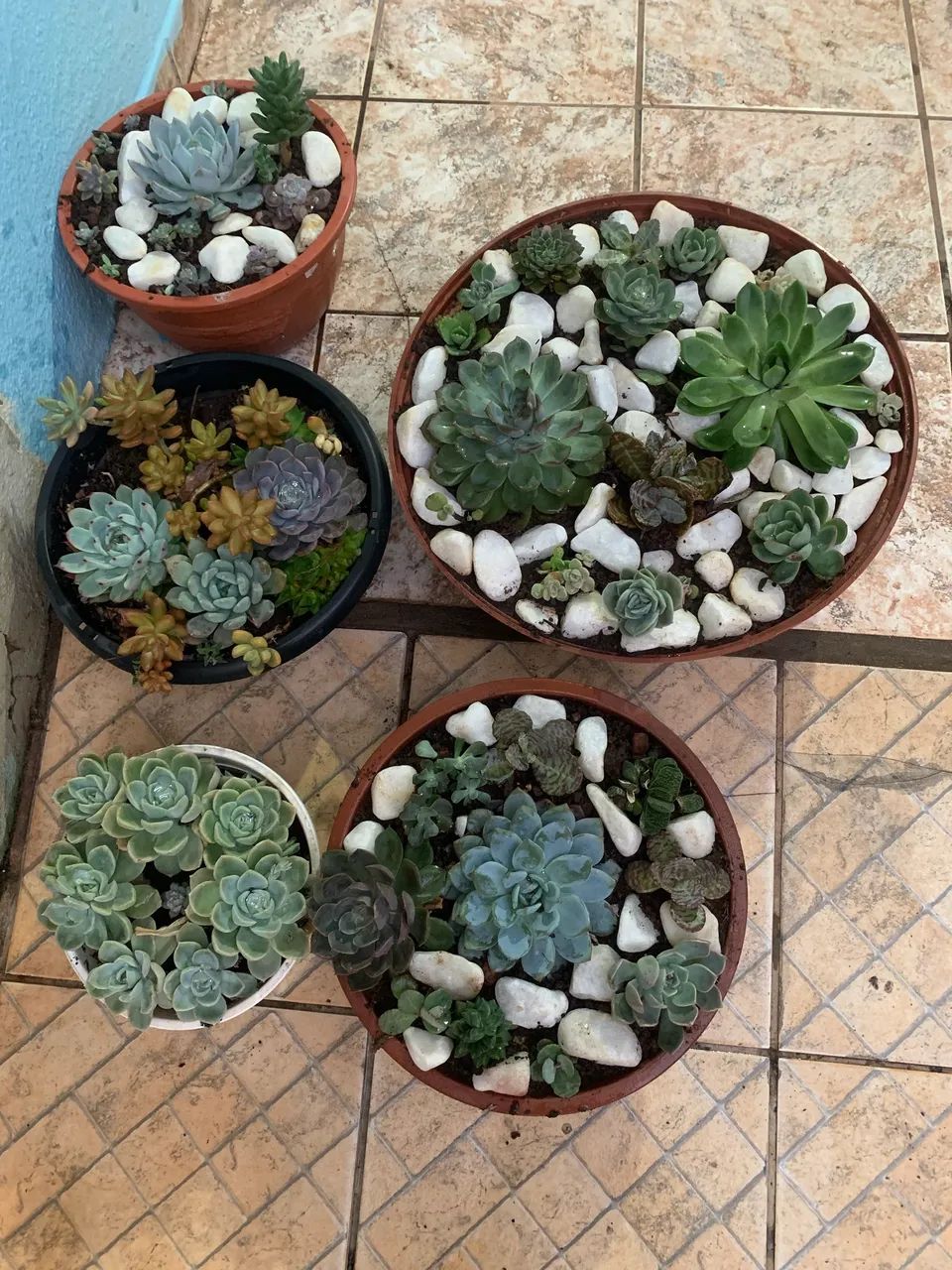Planta para sua casa - Foto 5
