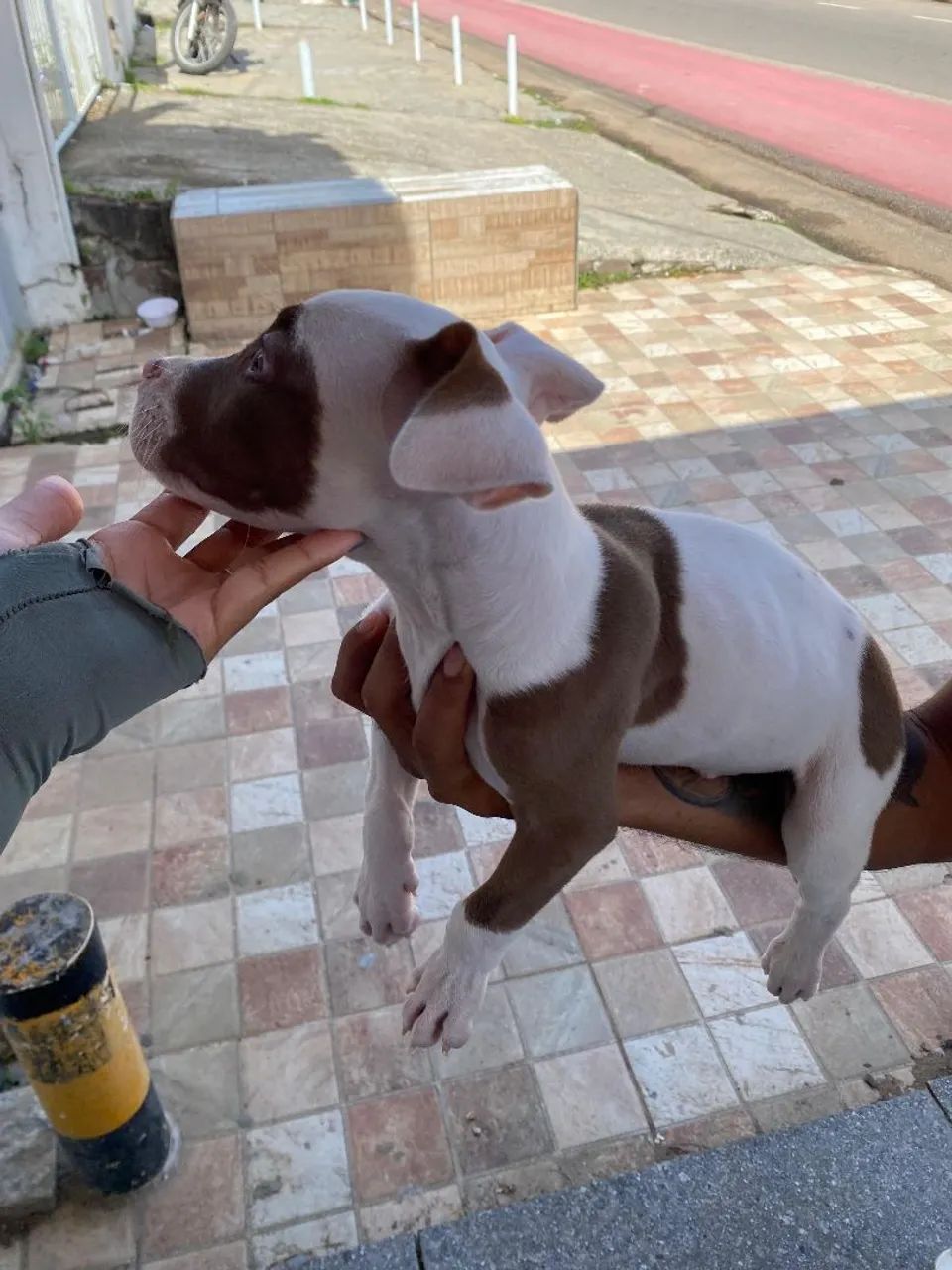 Filhote de Pitbull  - Foto 4