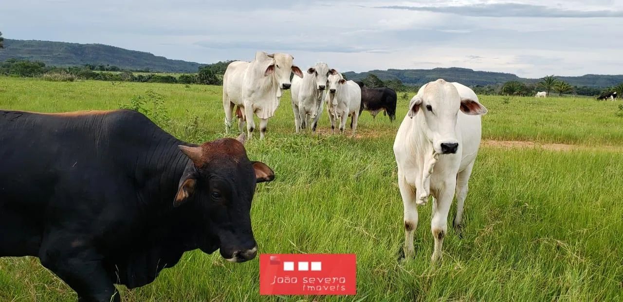 Fazenda para Venda em Campos Lindos
