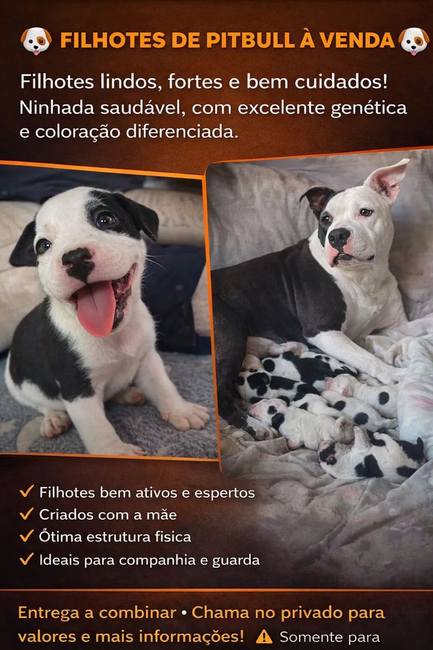 Lindos filhotes de pitbull 