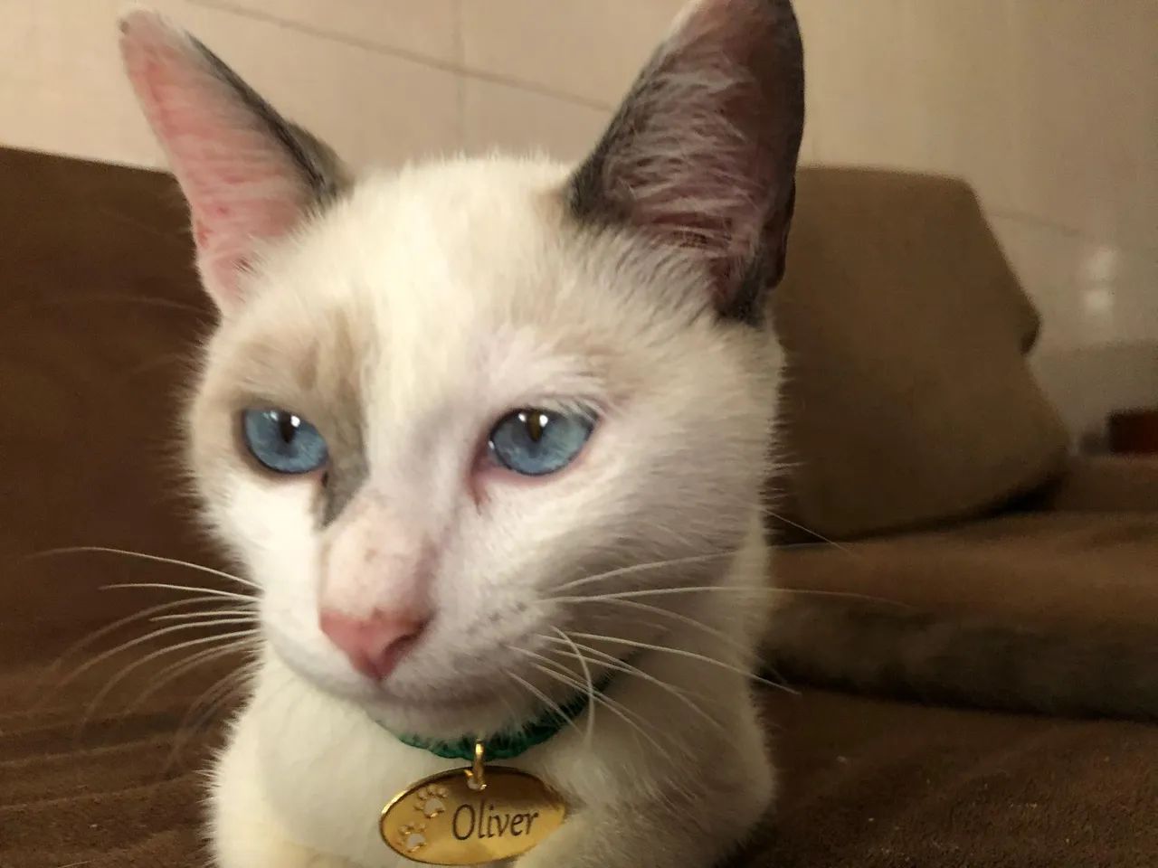 Gatinho para doação  - Foto 2