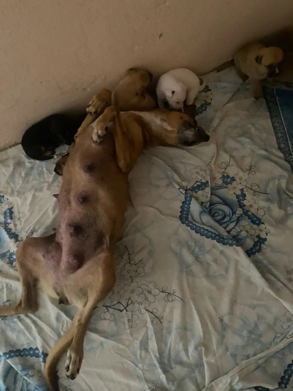Adoção - Foto 4