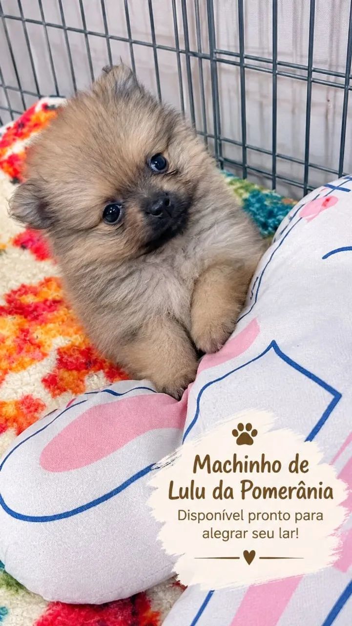 Machinho de Spitz/Lulu