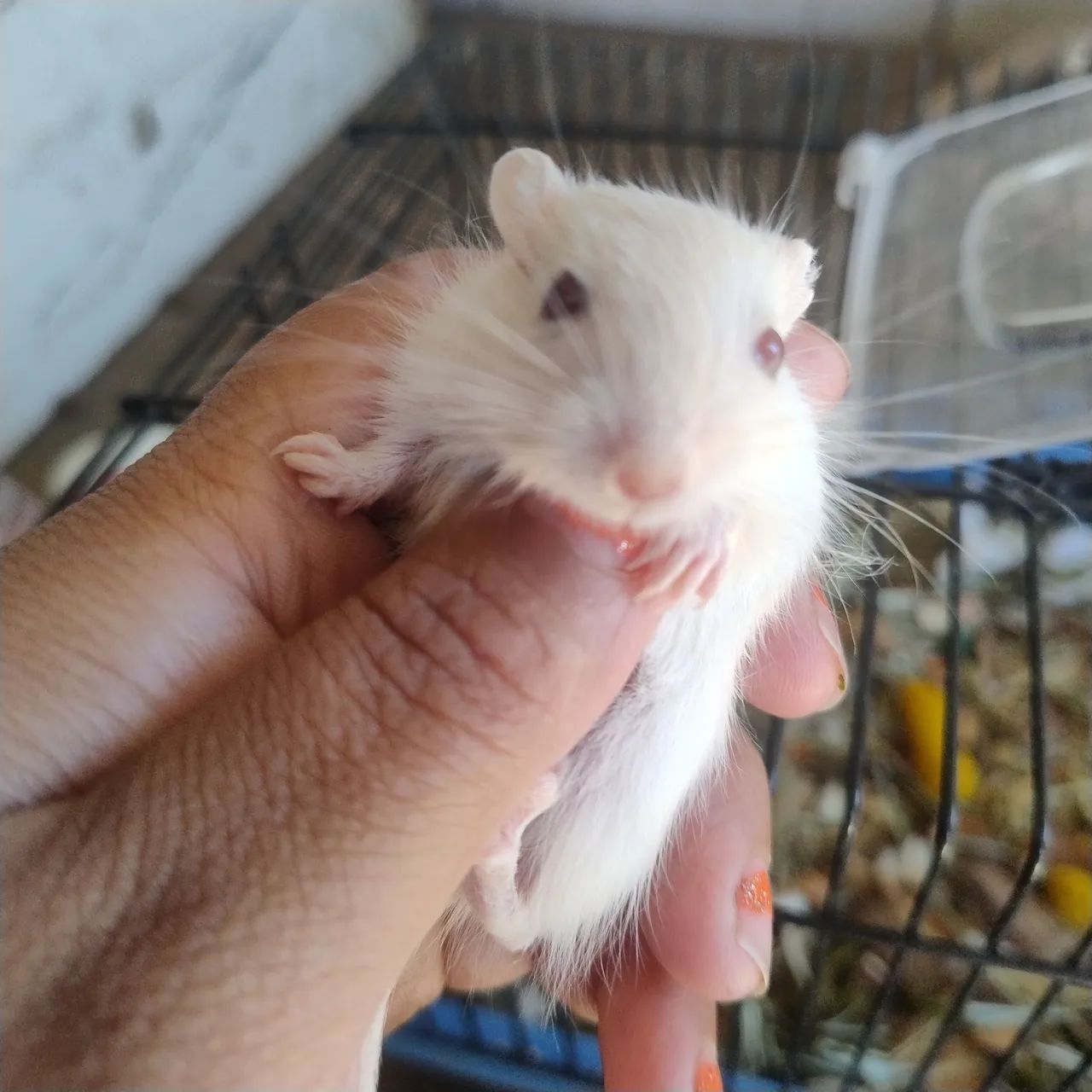 esquilo da Mongólia gerbil filhote por apenas 70 reais