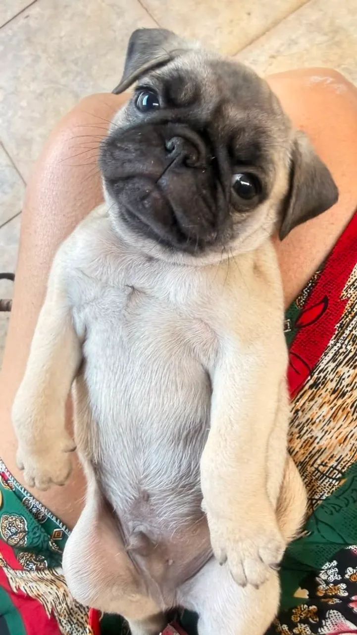 FILHOTES DE PUG  - Foto 2