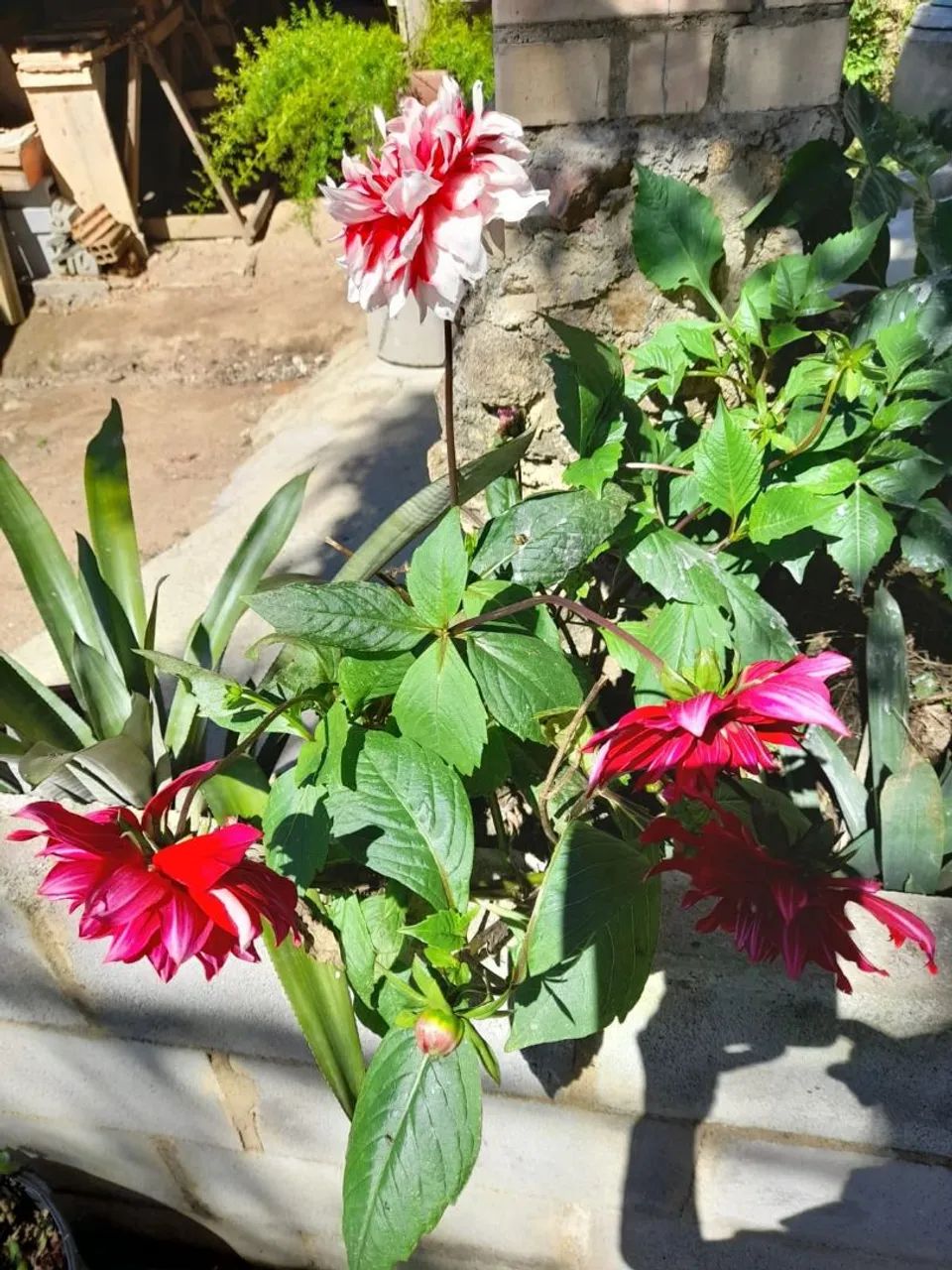 Casa em Angelina  - Foto 4