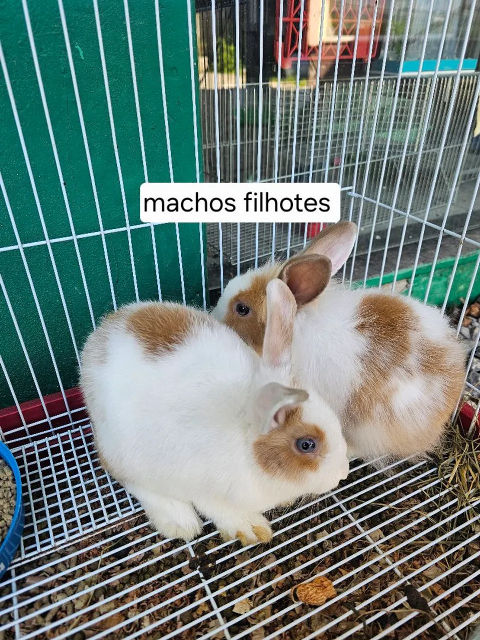 Coelho - Foto 4
