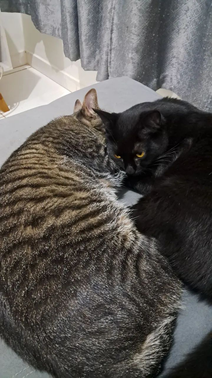 Doa-se 2 gatinhos - Foto 4