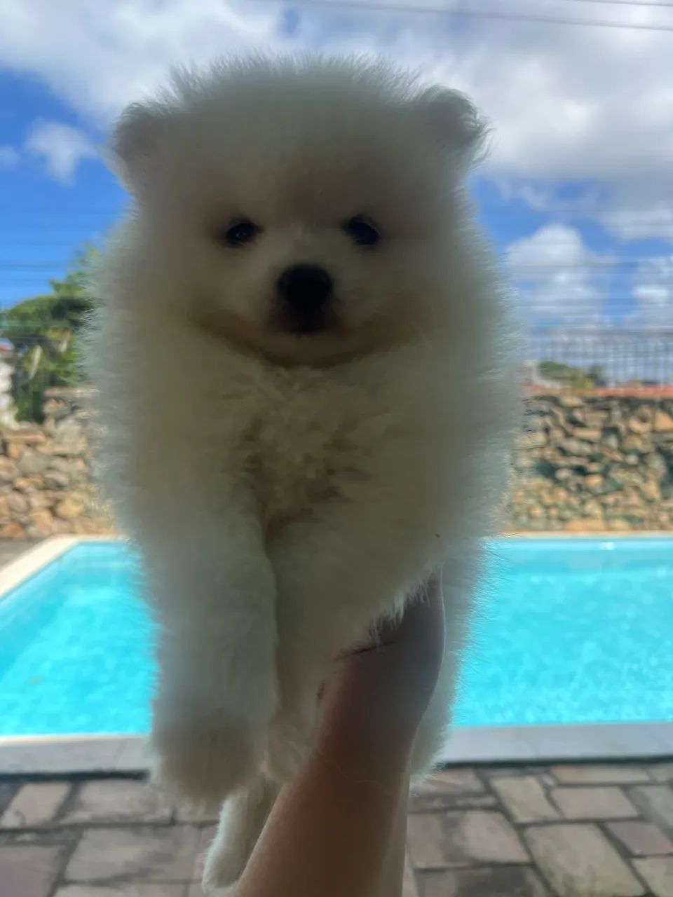 Spitz alemão  - Foto 2