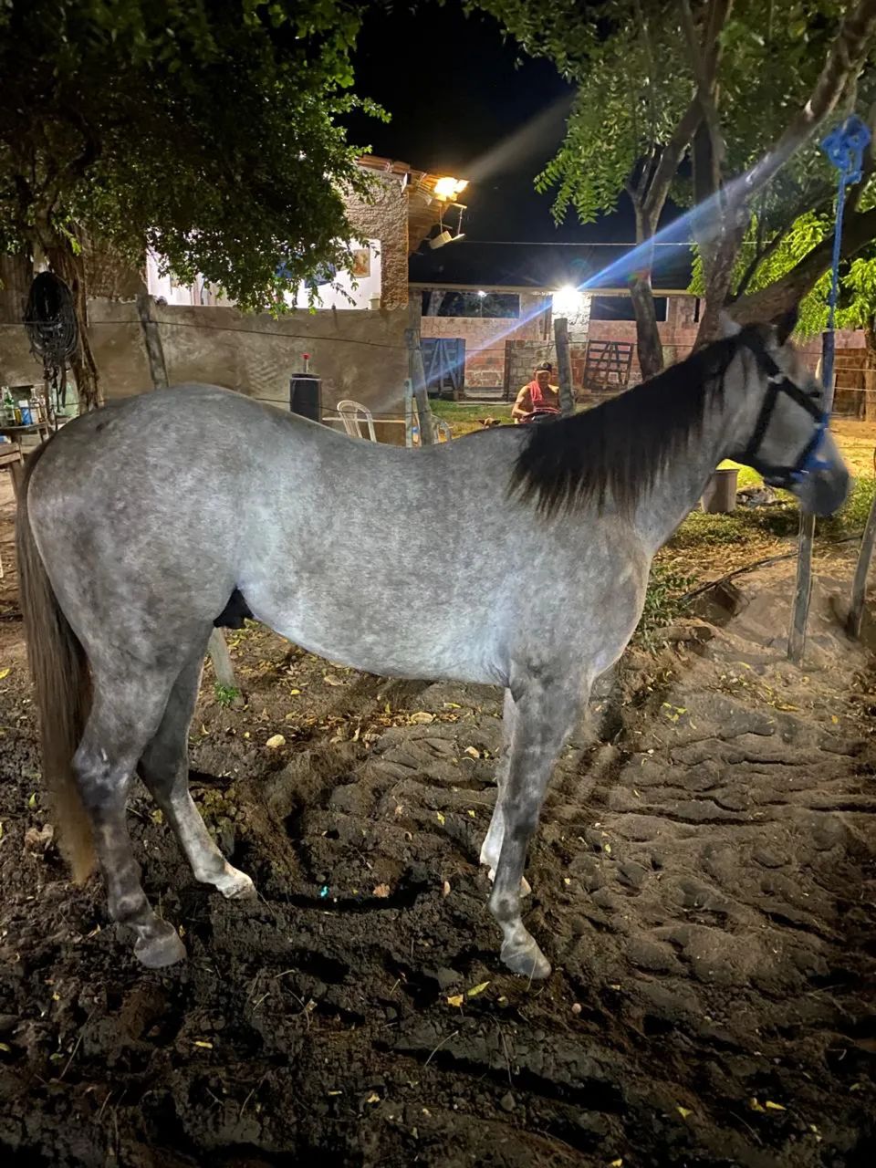 Poutro de 3 anos puro de origem  - Foto 4