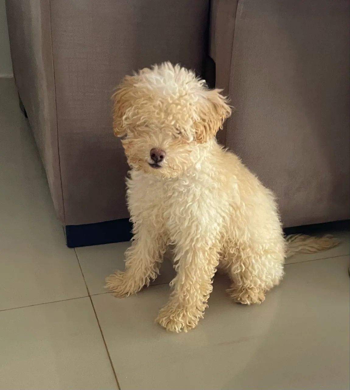 Poodle Toy Filhote - Foto 3