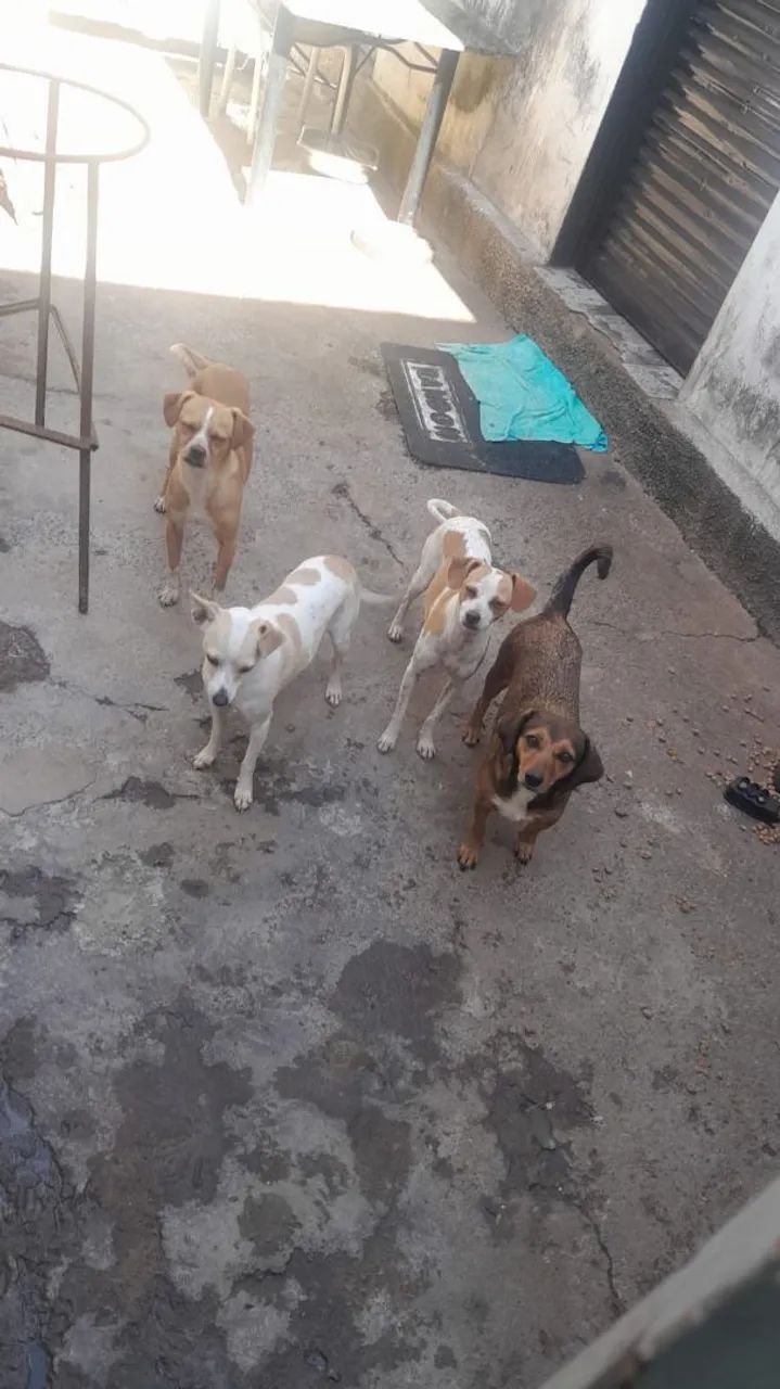 Adote um cãozinho - Foto 2