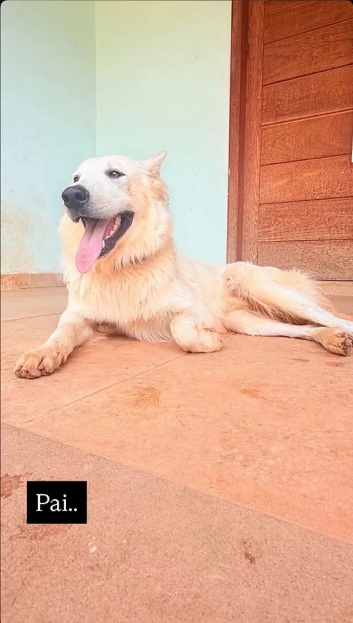 Cachorro, cães. 