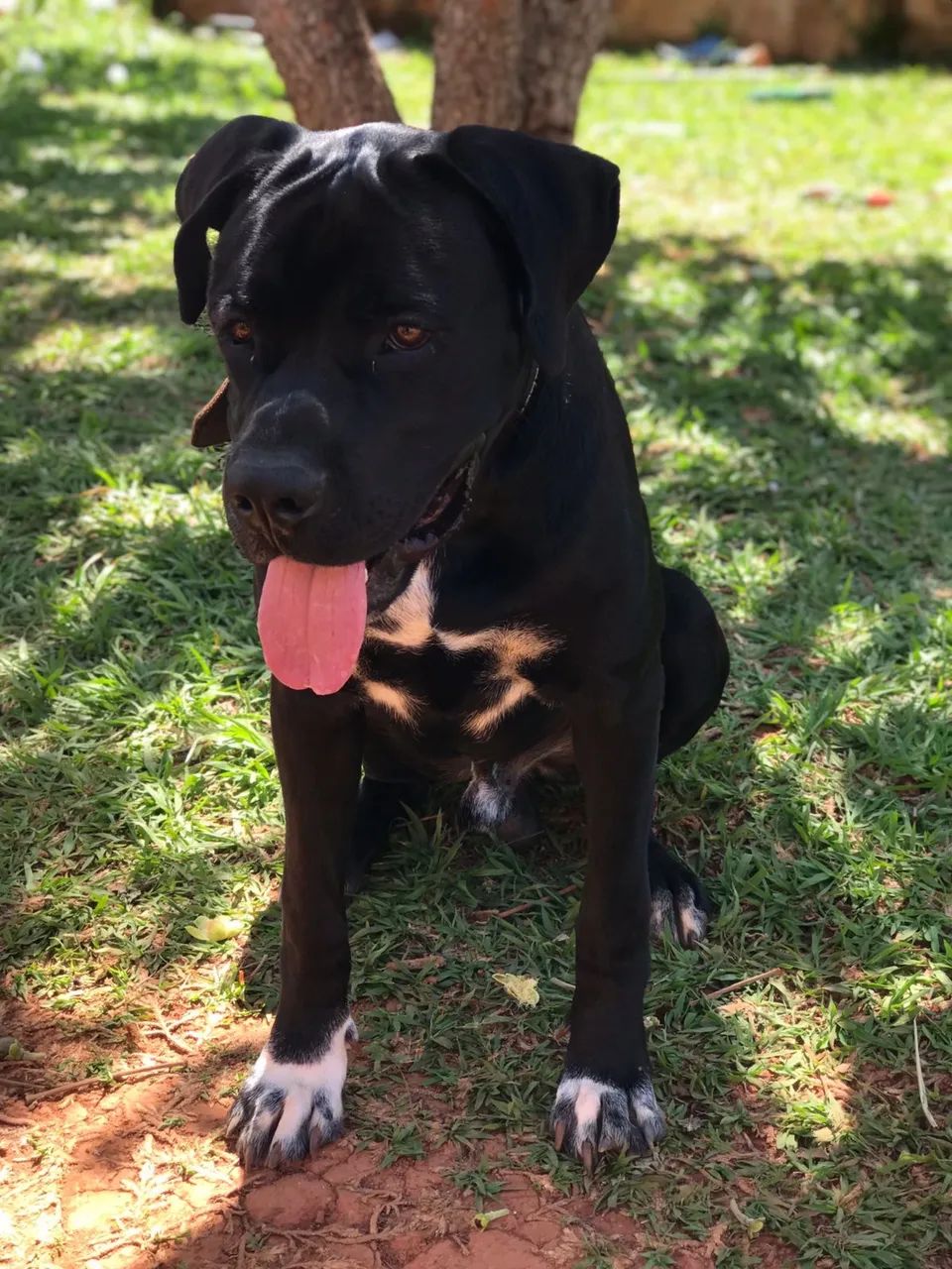 Cane corso 