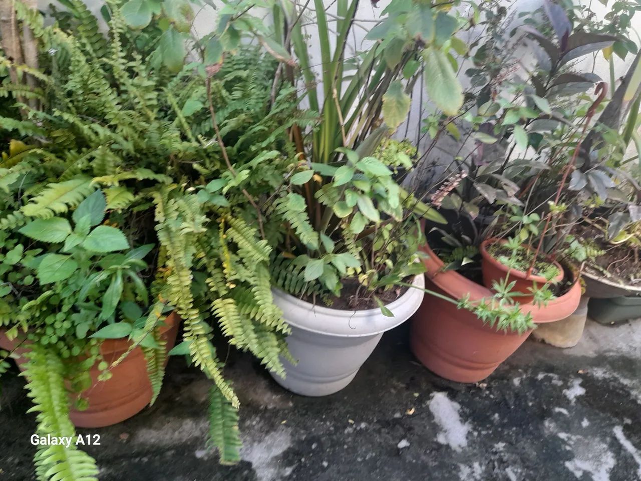 Doação de plantas