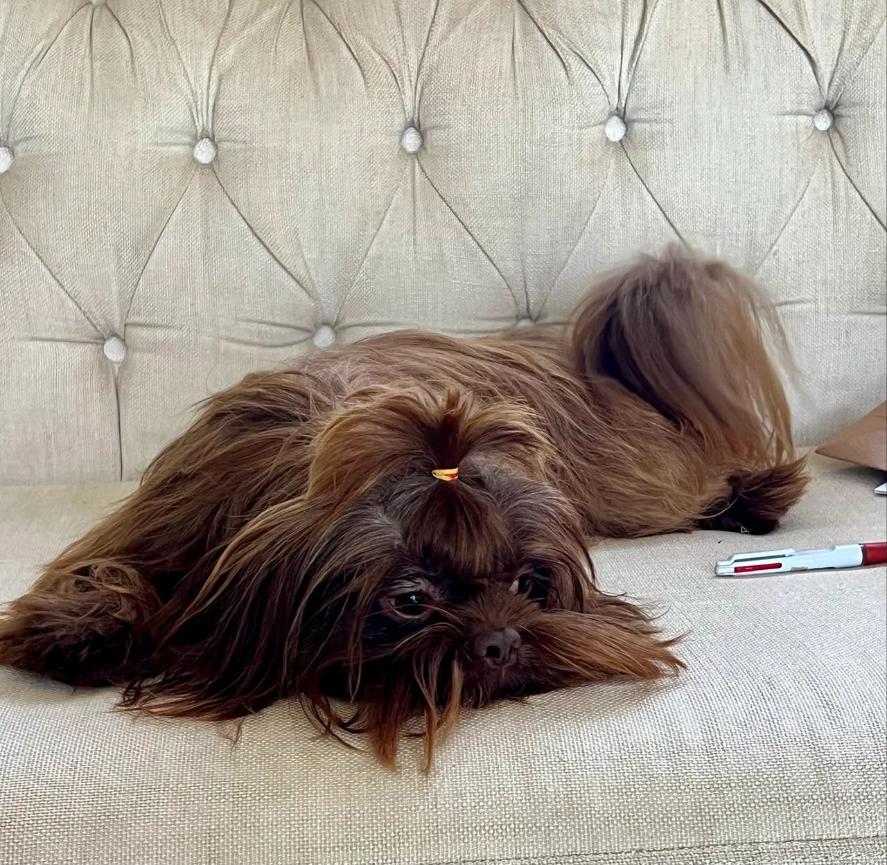 Shihtzu macho 1 ano - Foto 3