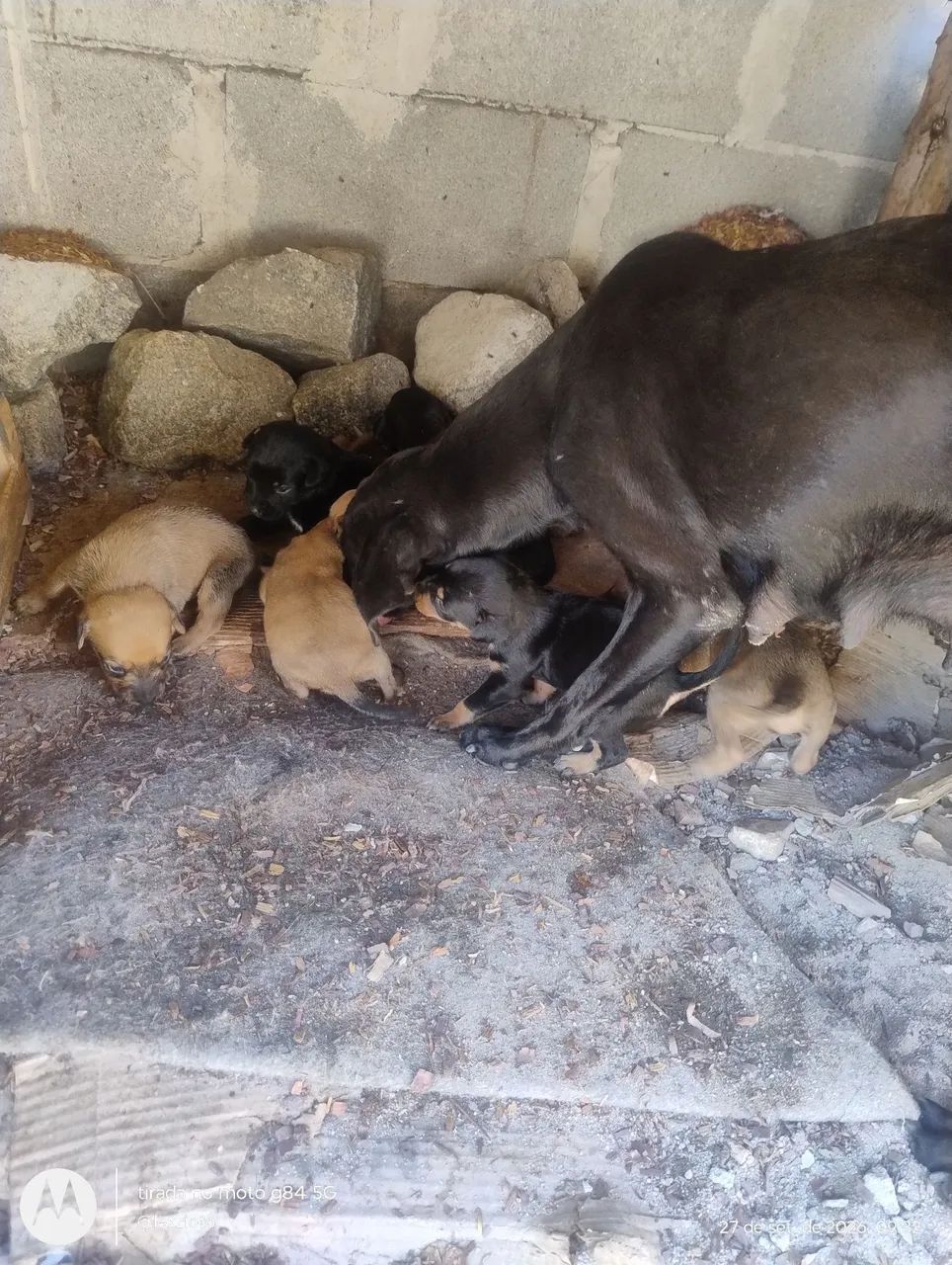 Cachorro srd - Foto 2