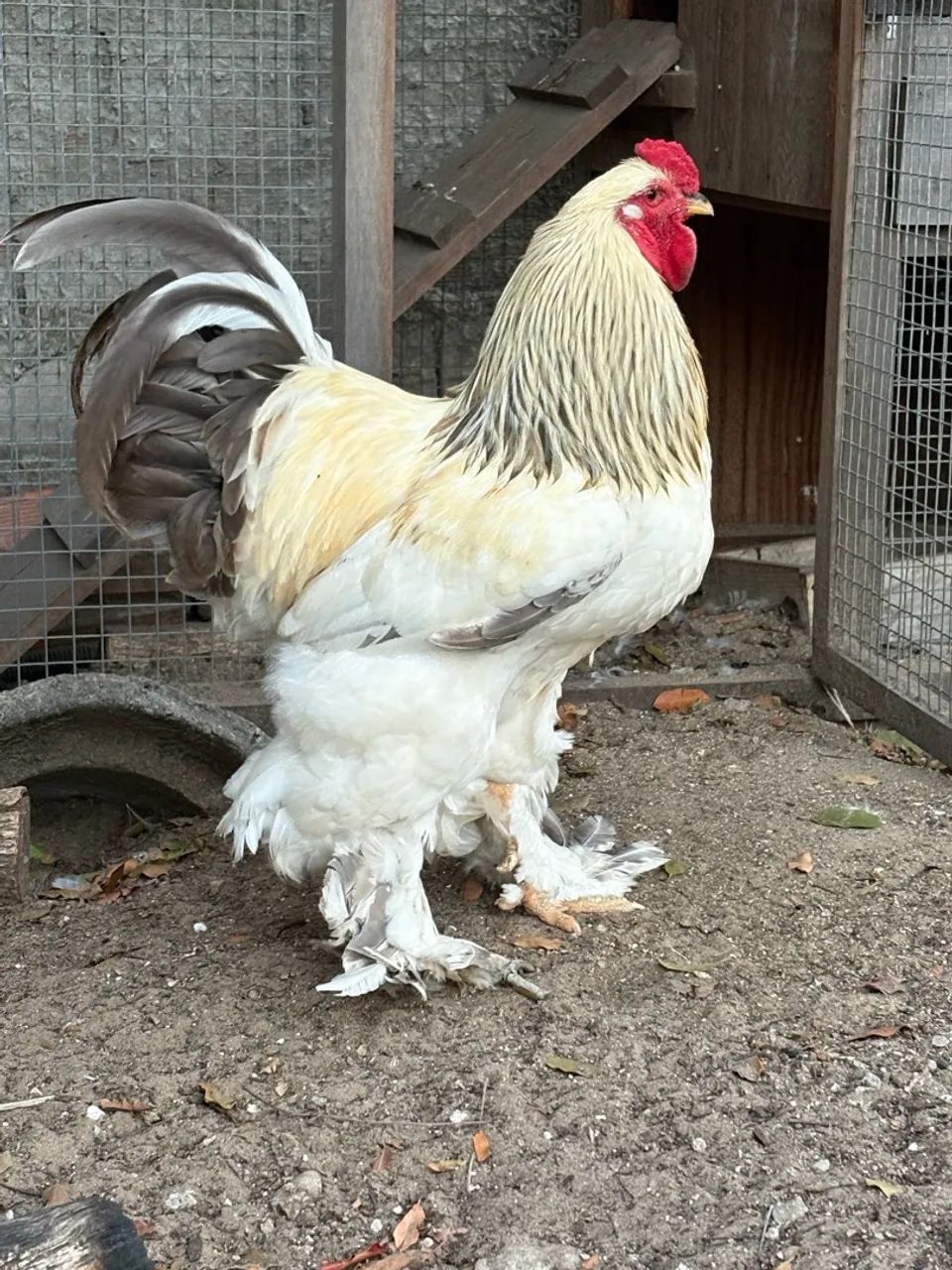 Pintinho de Brahma - Foto 3