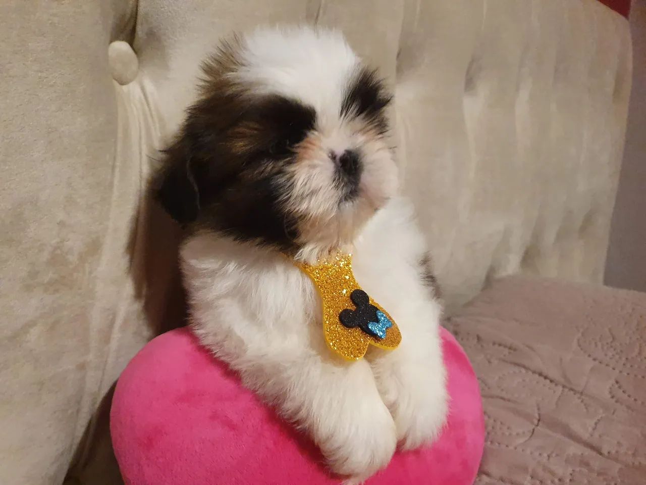 Lindo filhote de shih tzu macho  - Foto 4