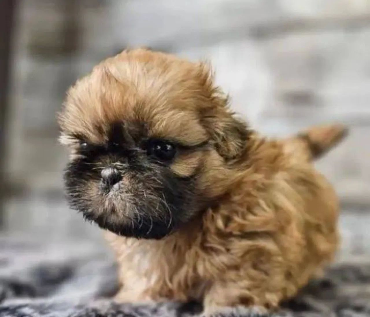 Shih Tzu  - Foto 5