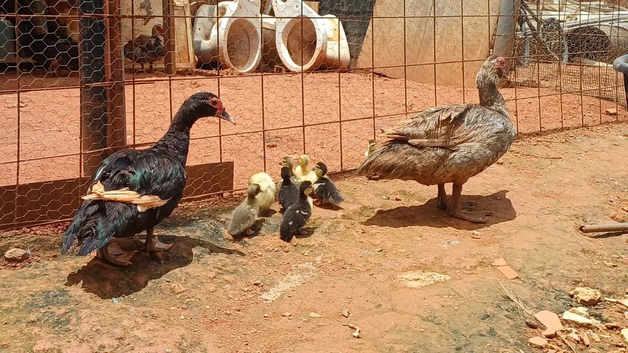 Vendo patos  - Foto 5