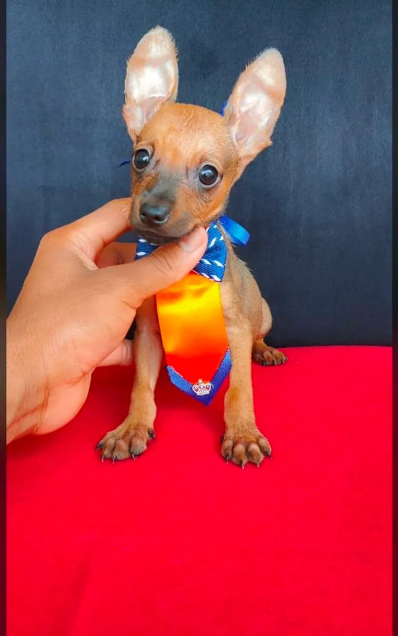 Pinscher 57 dias