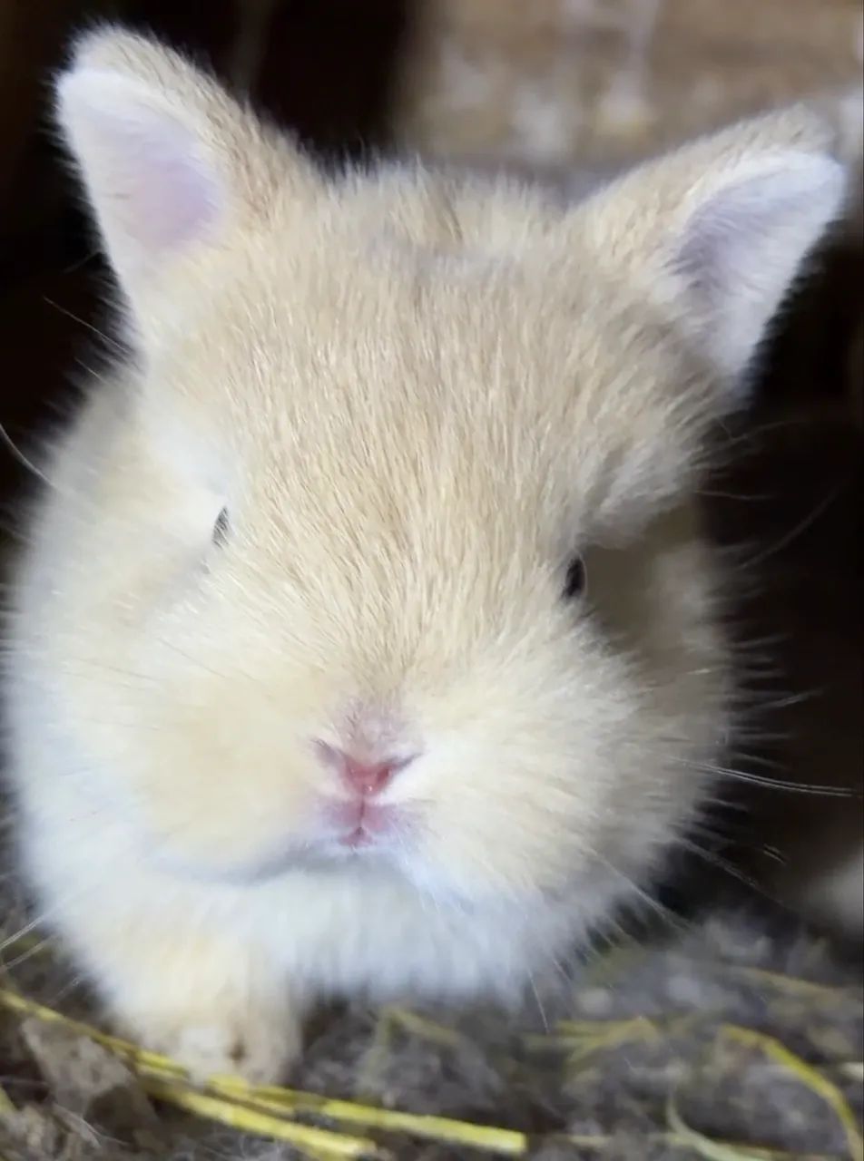 MINI COELHOS  - Foto 4
