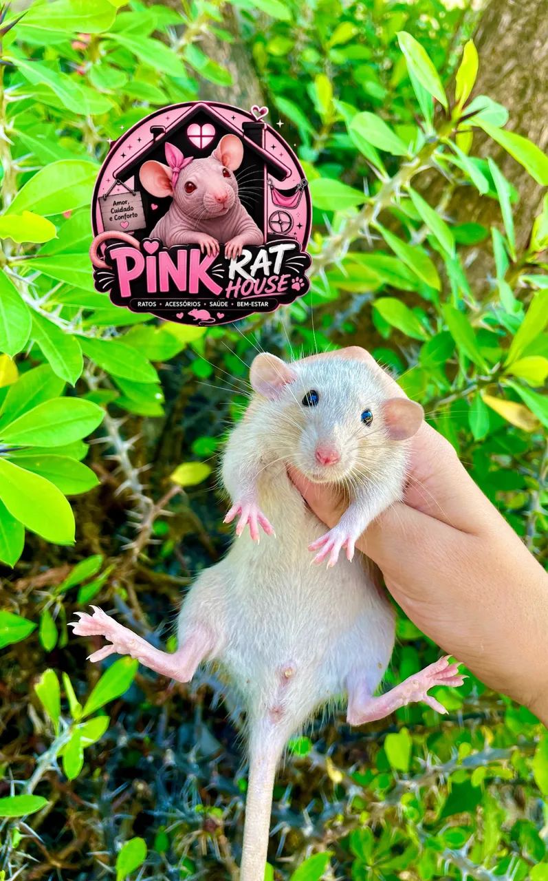 Ratinhos de laboratório/ Twister  - Foto 5
