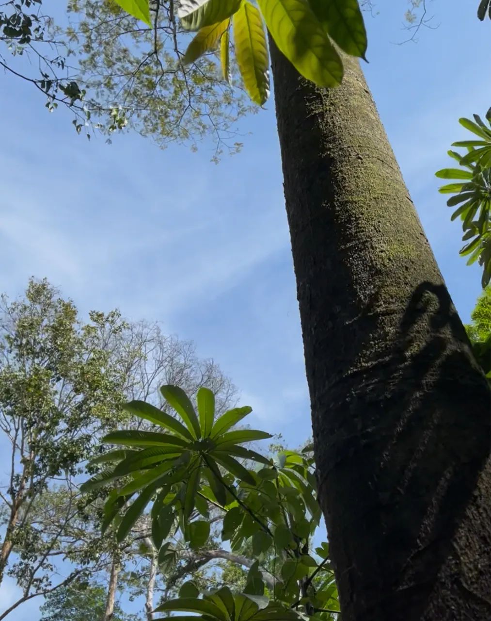 Vendo Chácara de 1 hectare com 3 nascentes próxima ao Clube do Magnata - Foto 2