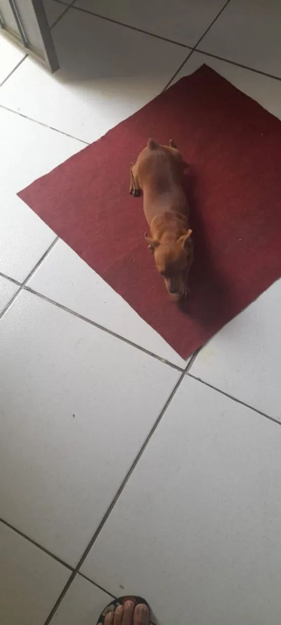 Vendo 
